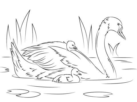 Mute Swan With Chicks Coloring Page